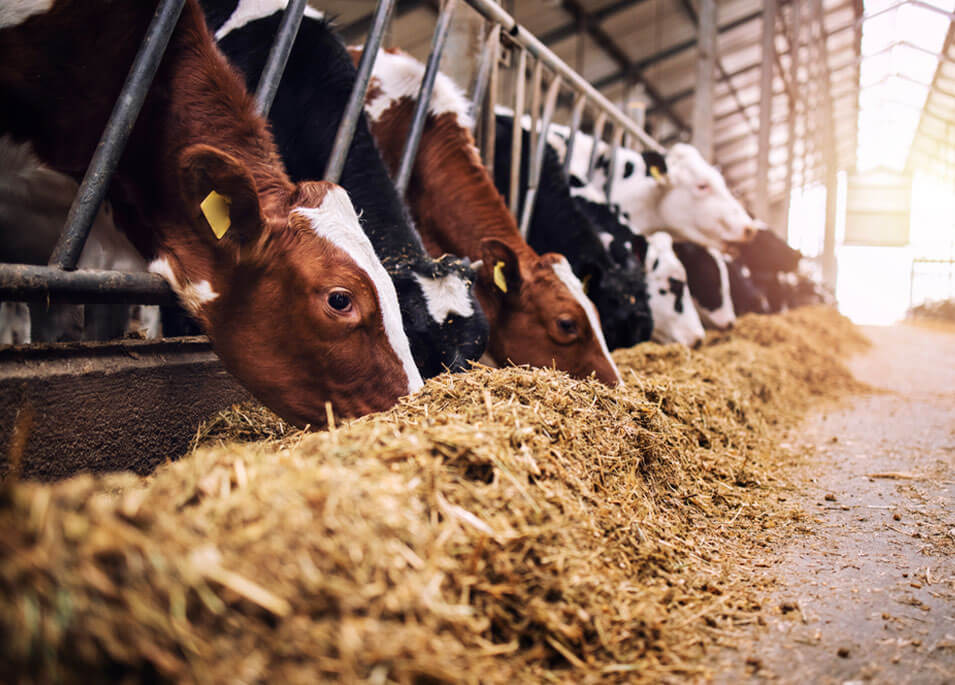 Formaldehyde being used in the cattle feed industry as a preservative