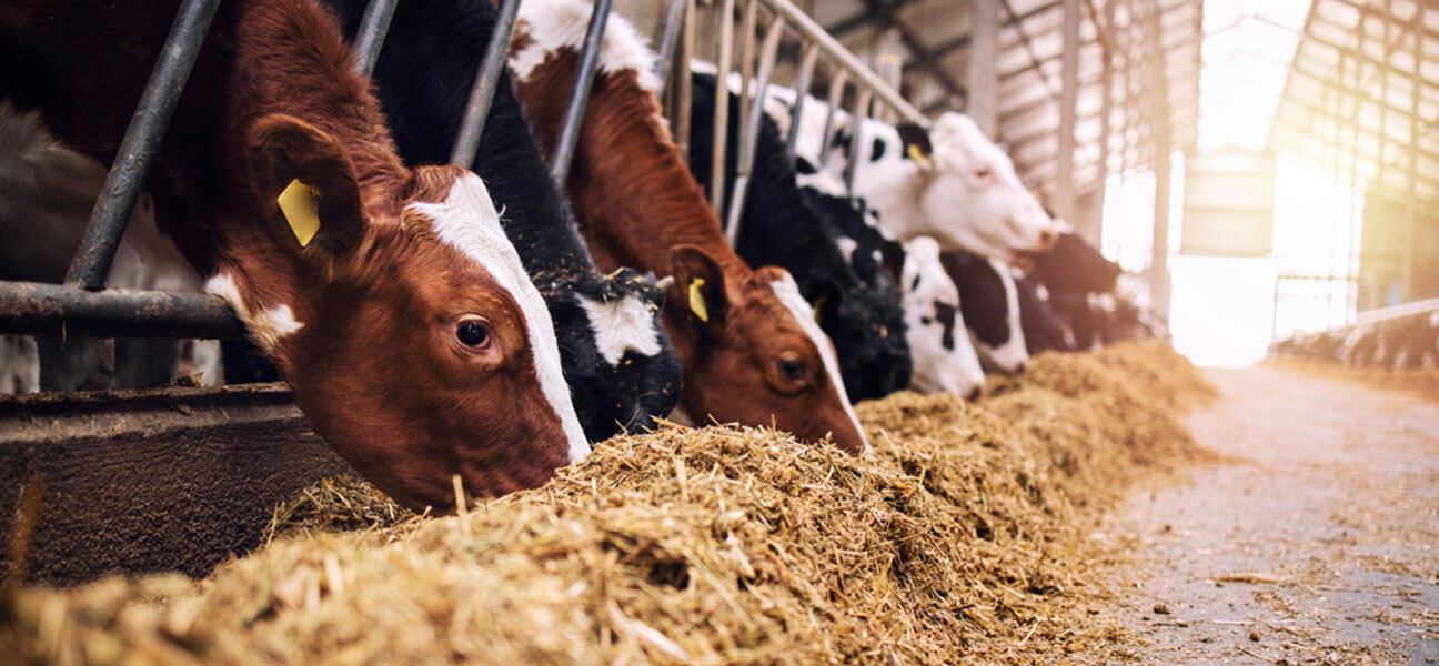 Formaldehyde being used in the cattle feed industry as a preservative