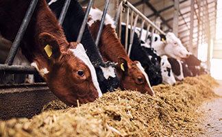 Formaldehyde being used in the cattle feed industry as a preservative